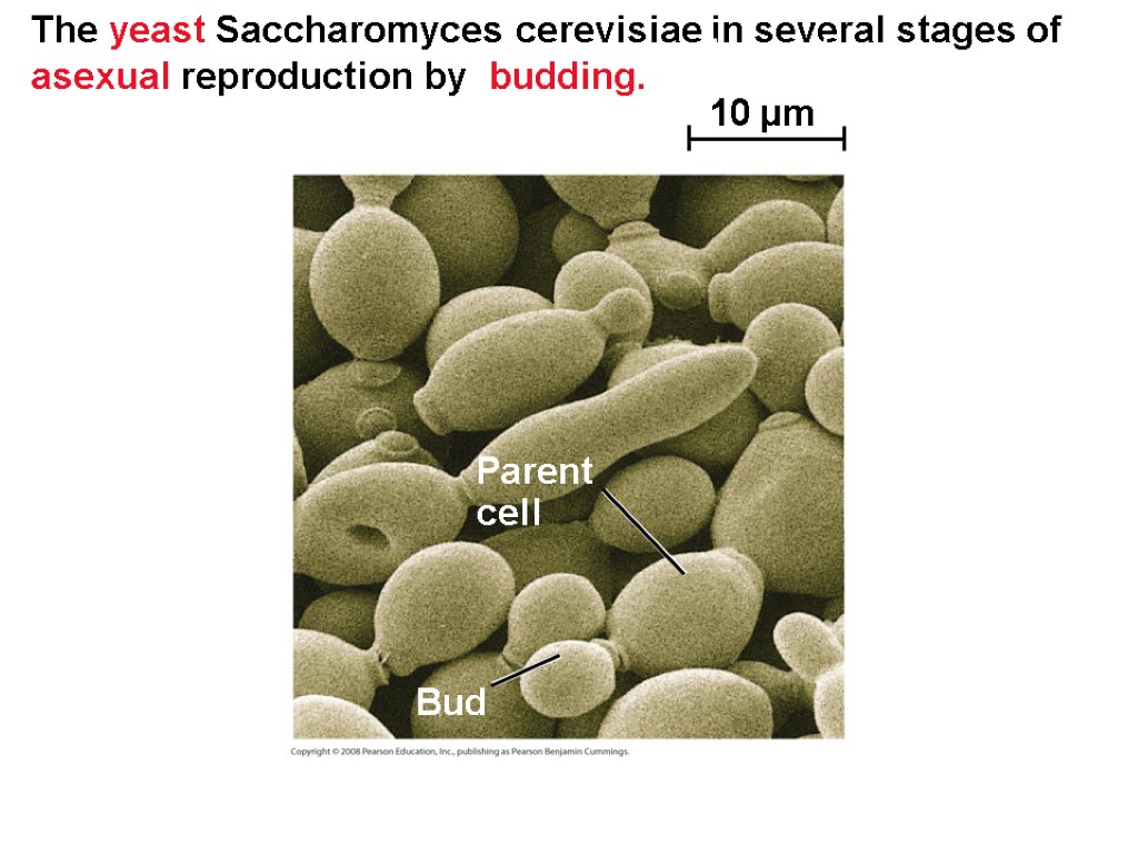 The yeast Saccharomyces cerevisiae in several stages of asexual reproduction by budding. 10 µm